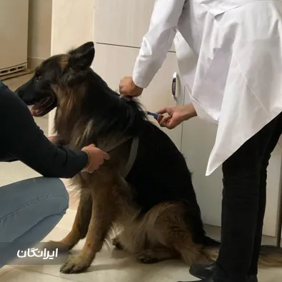 دامپزشکی سپن