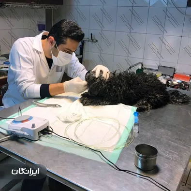 دامپزشکی سپن