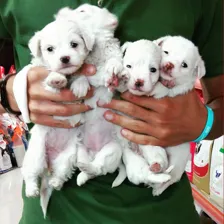 کلینیک دامپزشکی و پت شاپ پاستور