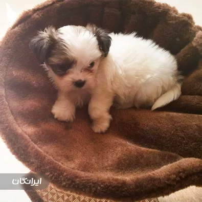 کلینیک دامپزشکی و پت شاپ پاستور