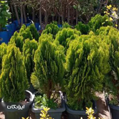 مجتمع تولید گل و گیاه سلیمانی