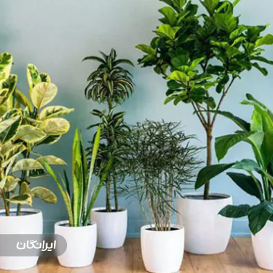 مجتمع تولید گل و گیاه سلیمانی