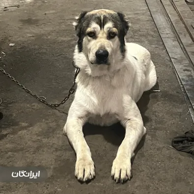 دامپزشکی سیار تیرداد