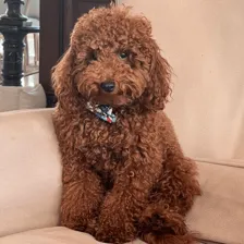 دامپزشکی سیار تیرداد