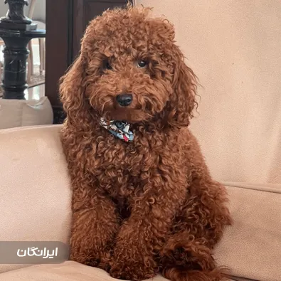 دامپزشکی سیار تیرداد