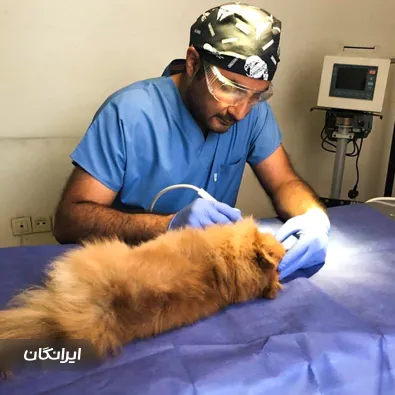 کلینیک دامپزشکی دکتر رزم آرا