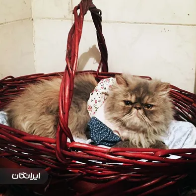 دامپزشکی آینده