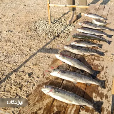 مزرعه برگ سبز