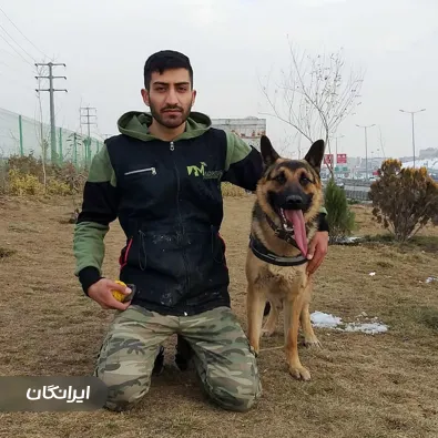 مهدی ملک محمدی مربی آموزش سگ