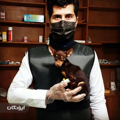 دامپزشکی دکتر پورمعصومی