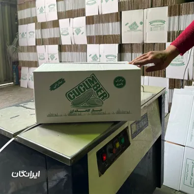 کارتن سازی خاتون