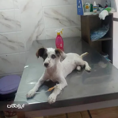 درمانگاه دامپزشکی دکتر محسن امیری