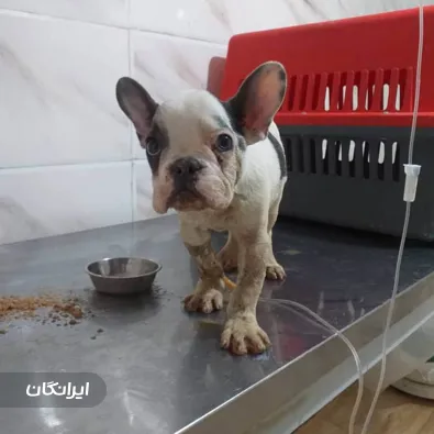 درمانگاه دامپزشکی دکتر محسن امیری