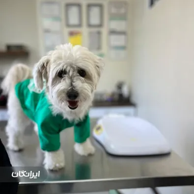 دامپزشکی اکسینپت