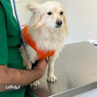 دامپزشکی اکسینپت