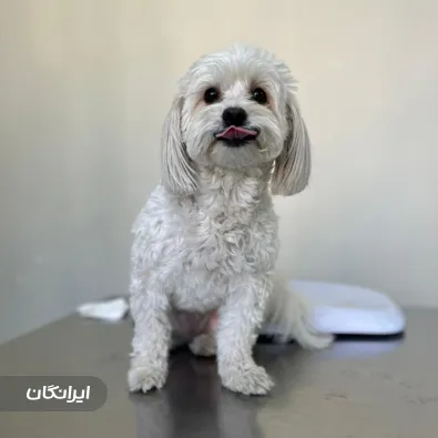 دامپزشکی اکسینپت