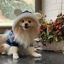 پت شاپ آداک