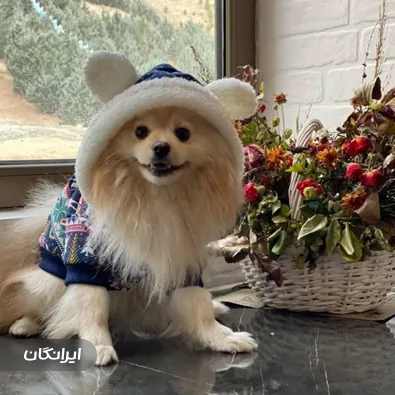 پت شاپ آداک