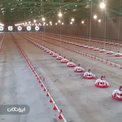 تولیدی تجهیزات مرغداری ماکیان صنعت