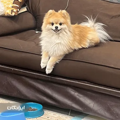 دامپزشکی نوبل