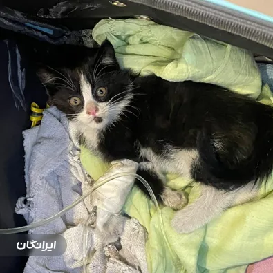 دامپزشکی سیار آدلین