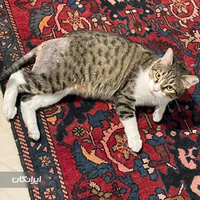 دامپزشکی سیار آدلین