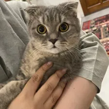 دامپزشکی سیار آدلین