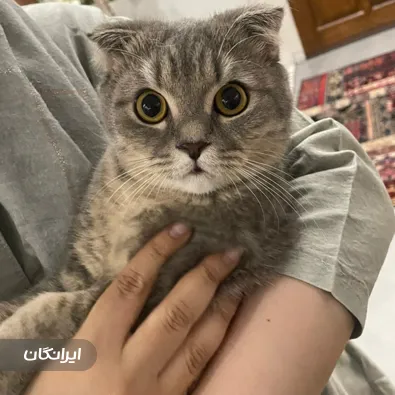 دامپزشکی سیار آدلین