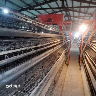 تولیدی تجهیزات مرغداری نوین طیور تک
