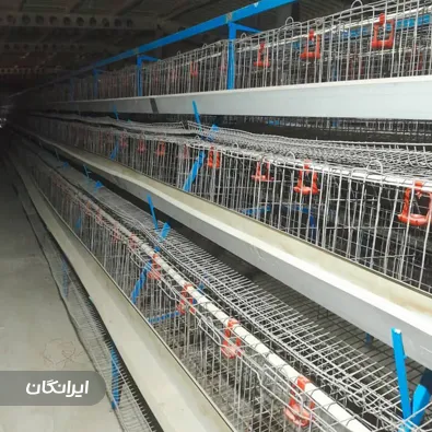 تولیدی تجهیزات مرغداری نوین طیور تک