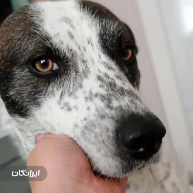 پانسیون خانگی حیوانات راد