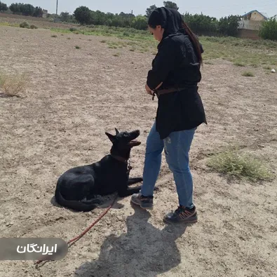 مرکز تربیت سگ k9 