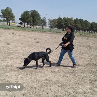 مرکز تربیت سگ k9 