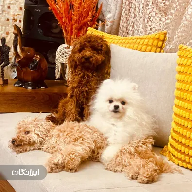 پانسیون حیوانات خانگی لیندا