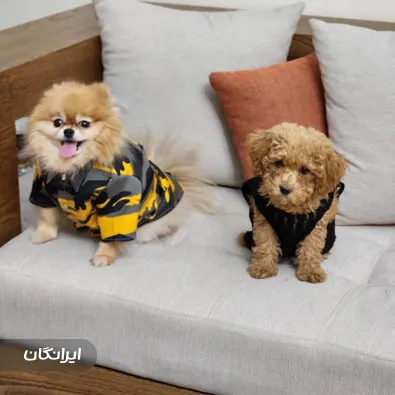 پانسیون حیوانات خانگی لیندا