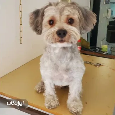 پانسیون حیوانات ترکمن