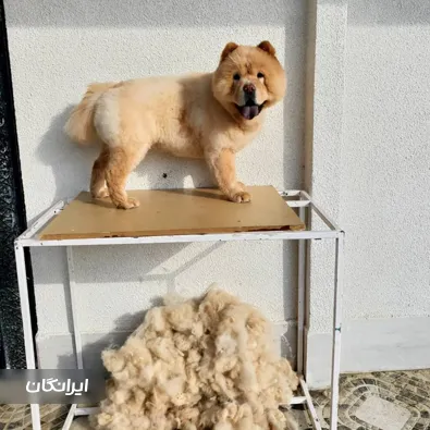 پانسیون حیوانات ترکمن