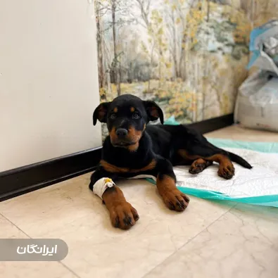 دامپزشک سیار دکتر فرشید حسین زاده