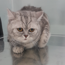 کلینیک دامپزشکی دکتر ذاکریان