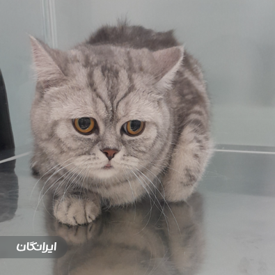 کلینیک دامپزشکی دکتر ذاکریان