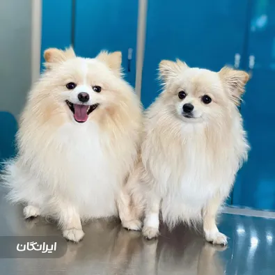 بیمارستان حیوانات خانگی گیلان