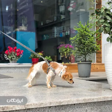 بیمارستان حیوانات خانگی گیلان