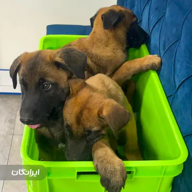 دامپزشکی حامی هلث