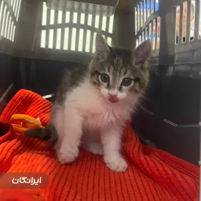 دامپزشکی حامی هلث