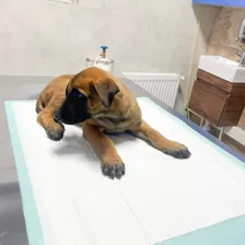 دامپزشکی حامی هلث